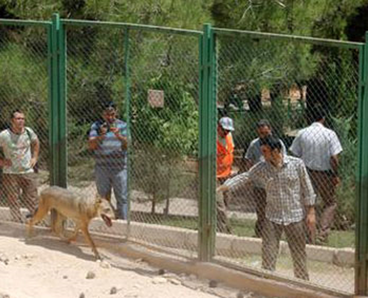 Hayvanat Bahçesindeki Kurt, Minik İlknur\'un Parmağını Kopardı