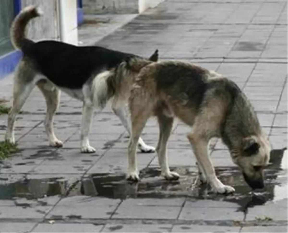 Klimadan Damlayan Suya Muhtaçlar