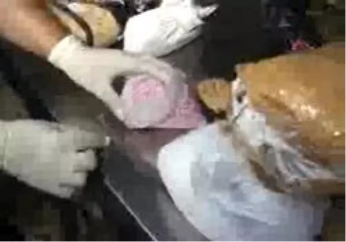 Konserve Kokain Hizmeti!