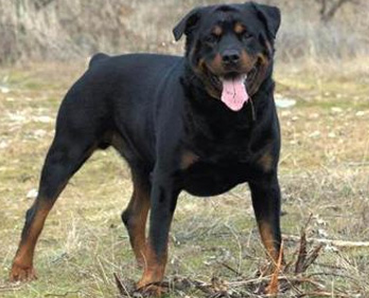 Siparişe Göre Köpek Hırsızlığı