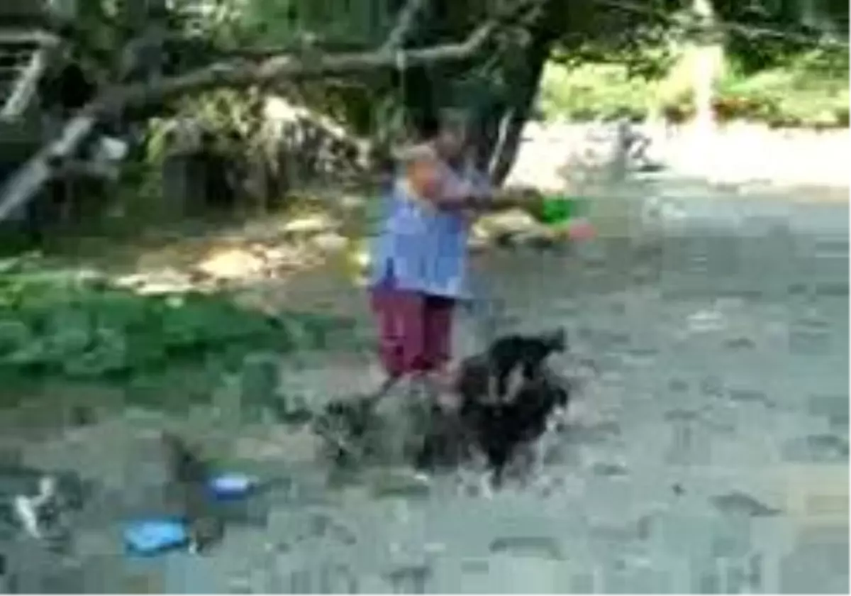 Bu Kediler Çok Şanslı