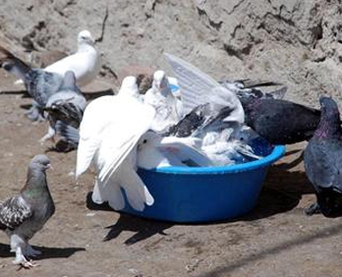 Güvercinlerin Leğende Havuz Keyfi
