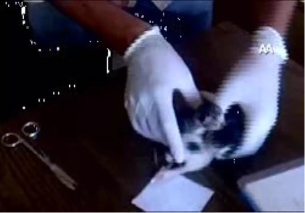 Üçüz Kediler Hayata Tutundu