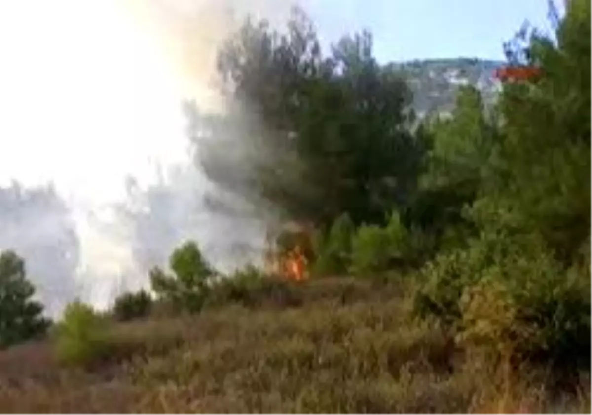 Çalı Çırpı Orman Yaktı
