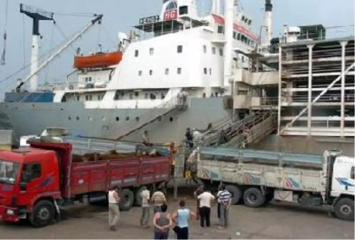 Derince Limanı\'na 12 Bin 580 Angus Daha Geldi