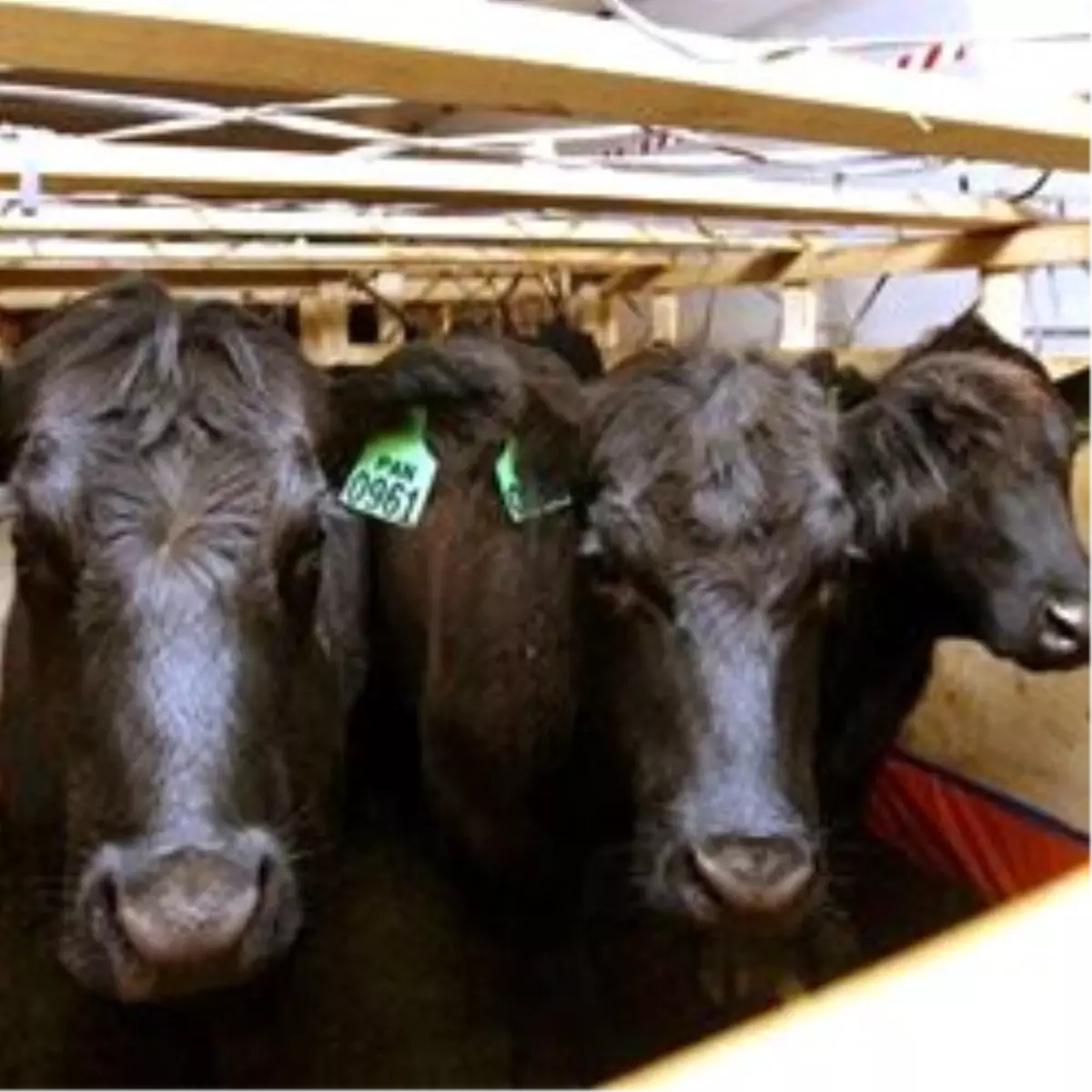 İthal \'Limuzinler\' Erzurum\'a Ulaştı