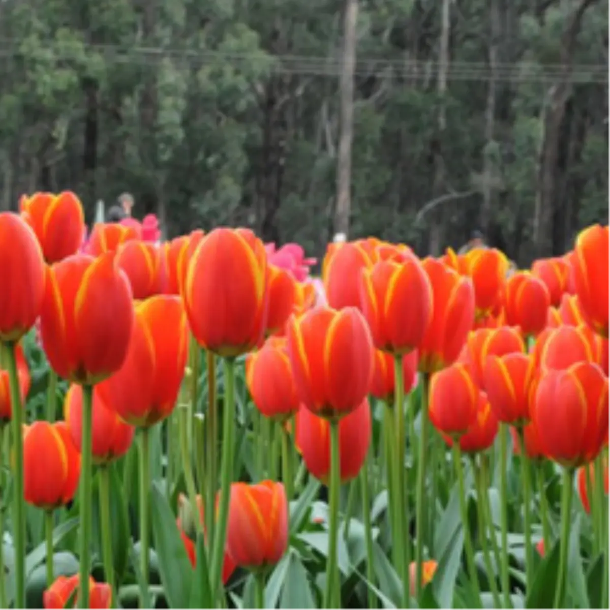 Avustralya’da Geleneksel Türk Lale Festivali