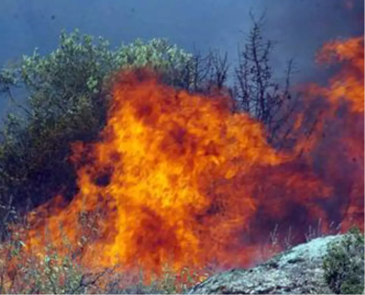 Bozdoğan\'da Orman Yangını
