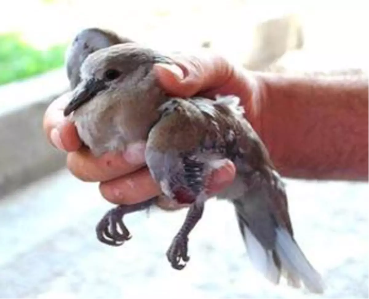 Kumru Yavrusunu Kedinin Ağzından Aldılar
