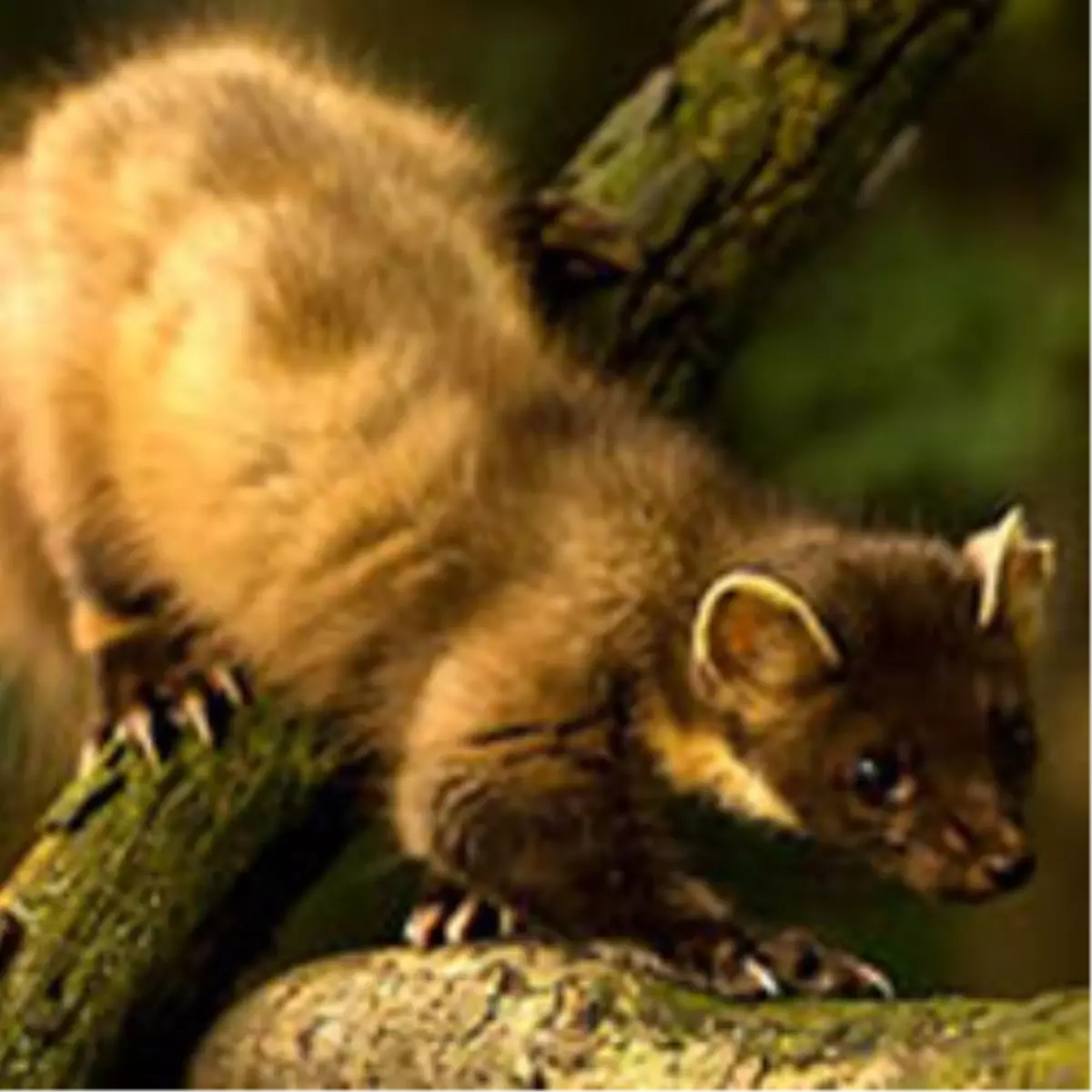 Sansar Antalya\'yı Karanlığa Gömdü