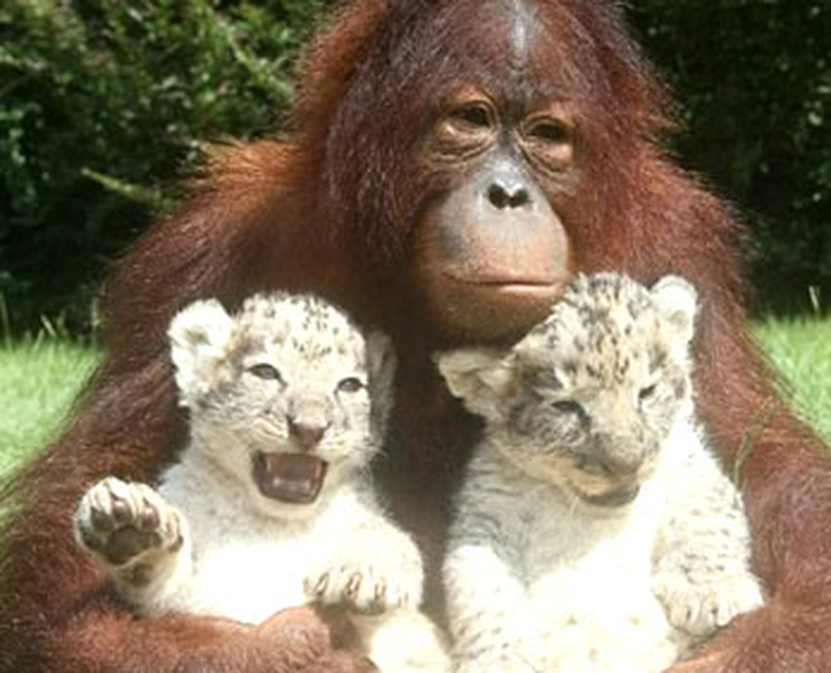 Aslan Bakıcısı Orangutan