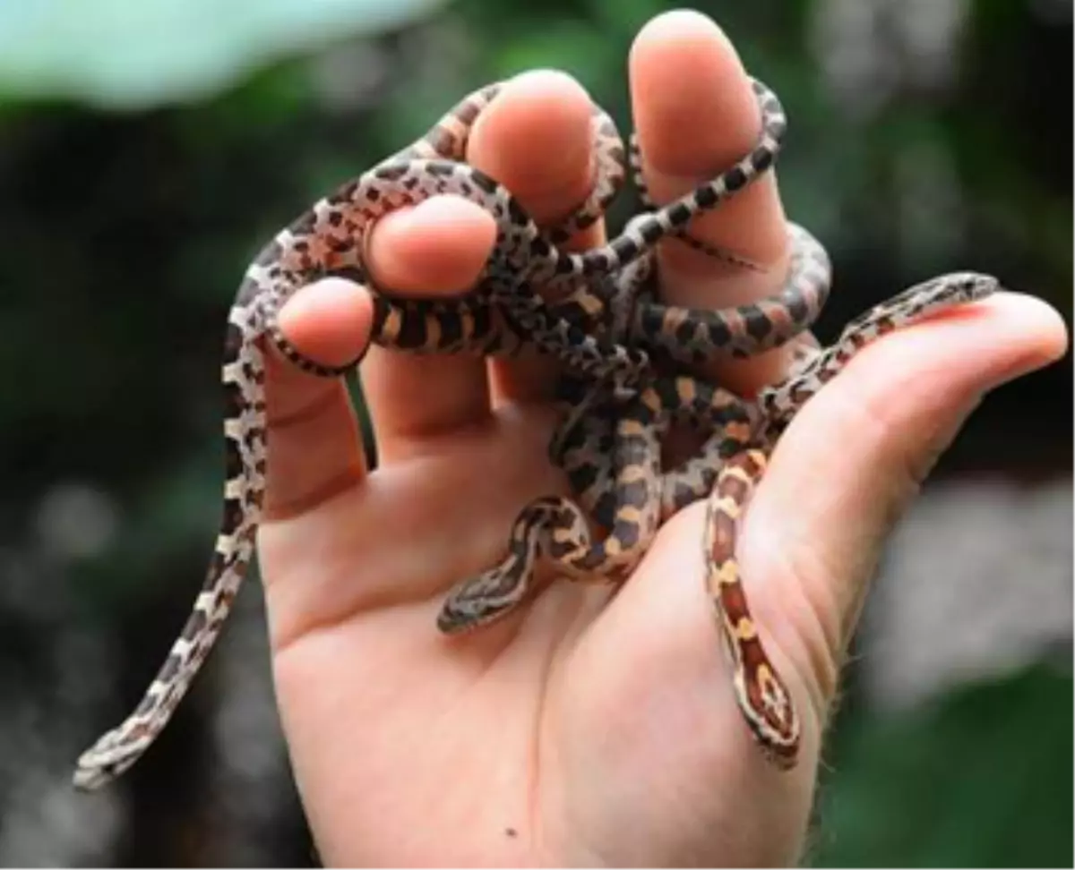 Mısır Yılanları \'İzmirli\' Oldu