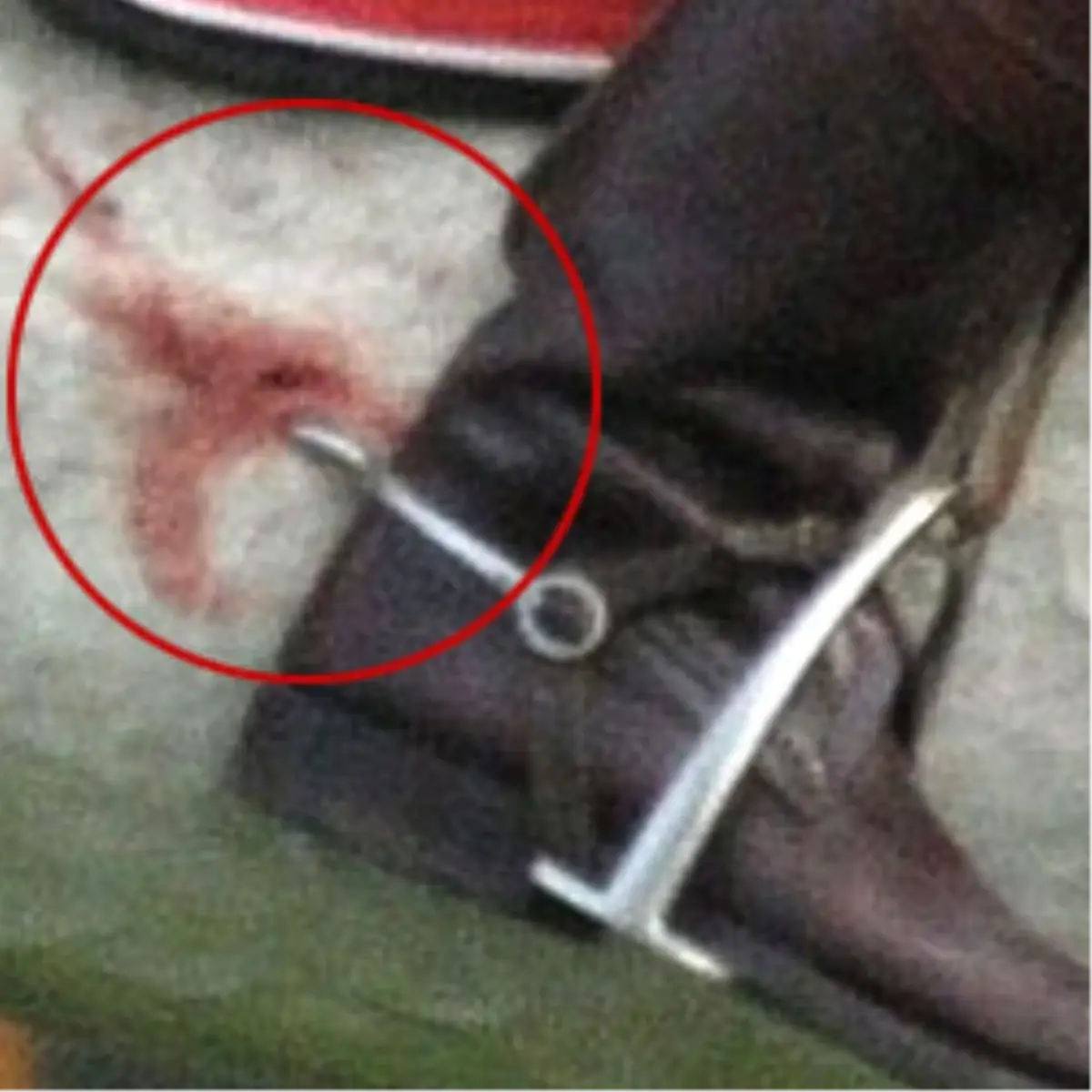 Prense \'Hayvan Zulmü\' Suçlaması