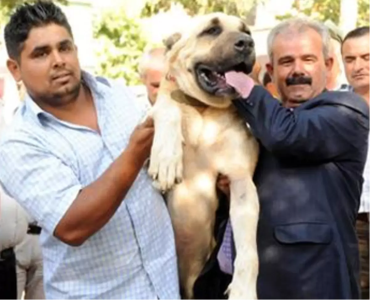 Dövüş Yerine Güzellik Yarışması