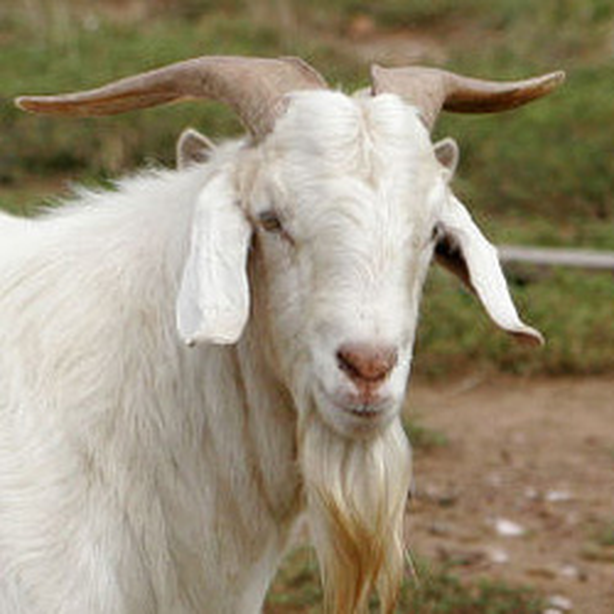 Biberonla Büyüttüğü Keçi Katili Oldu!