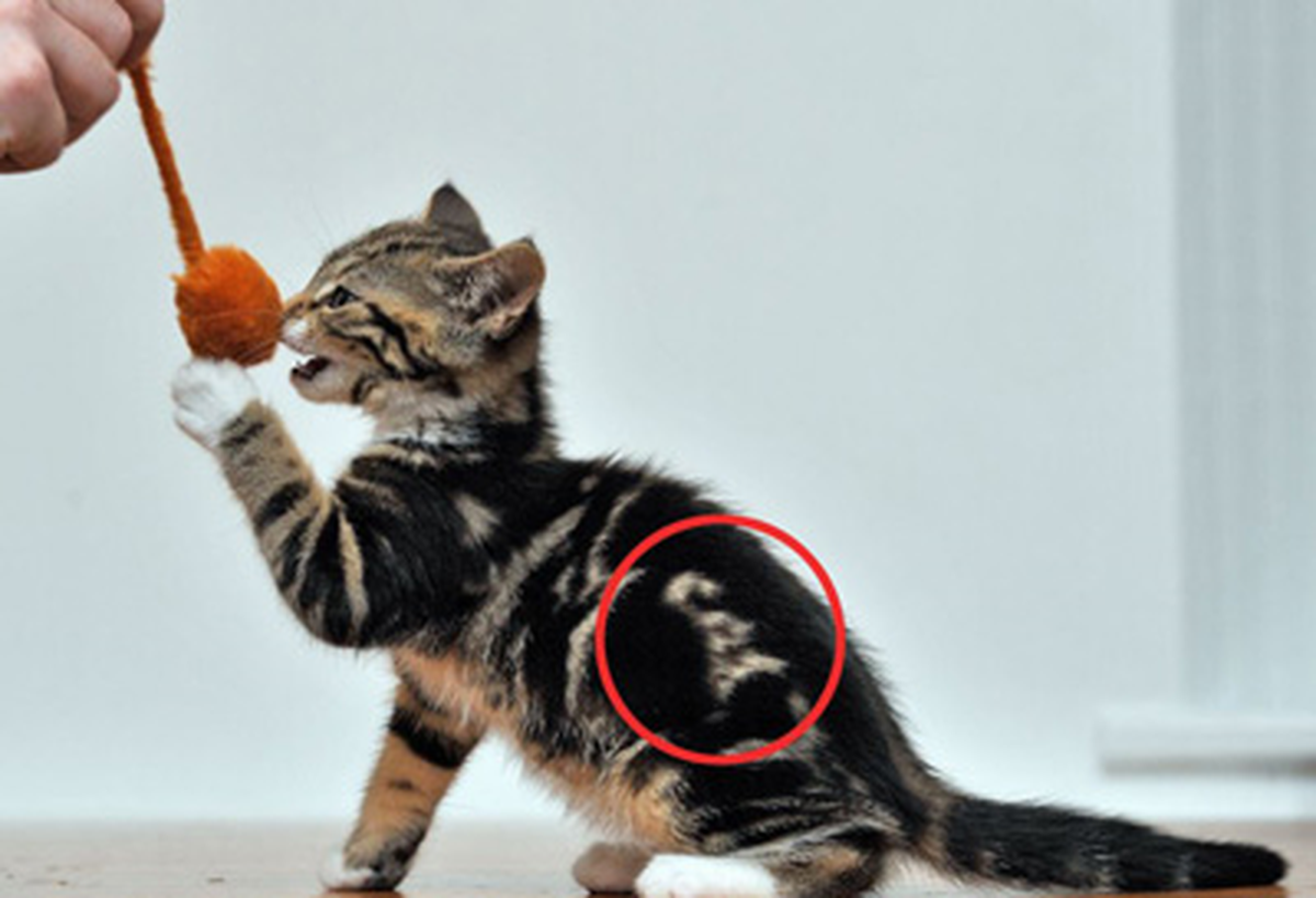 Adı Üstünde Bir Kedi!