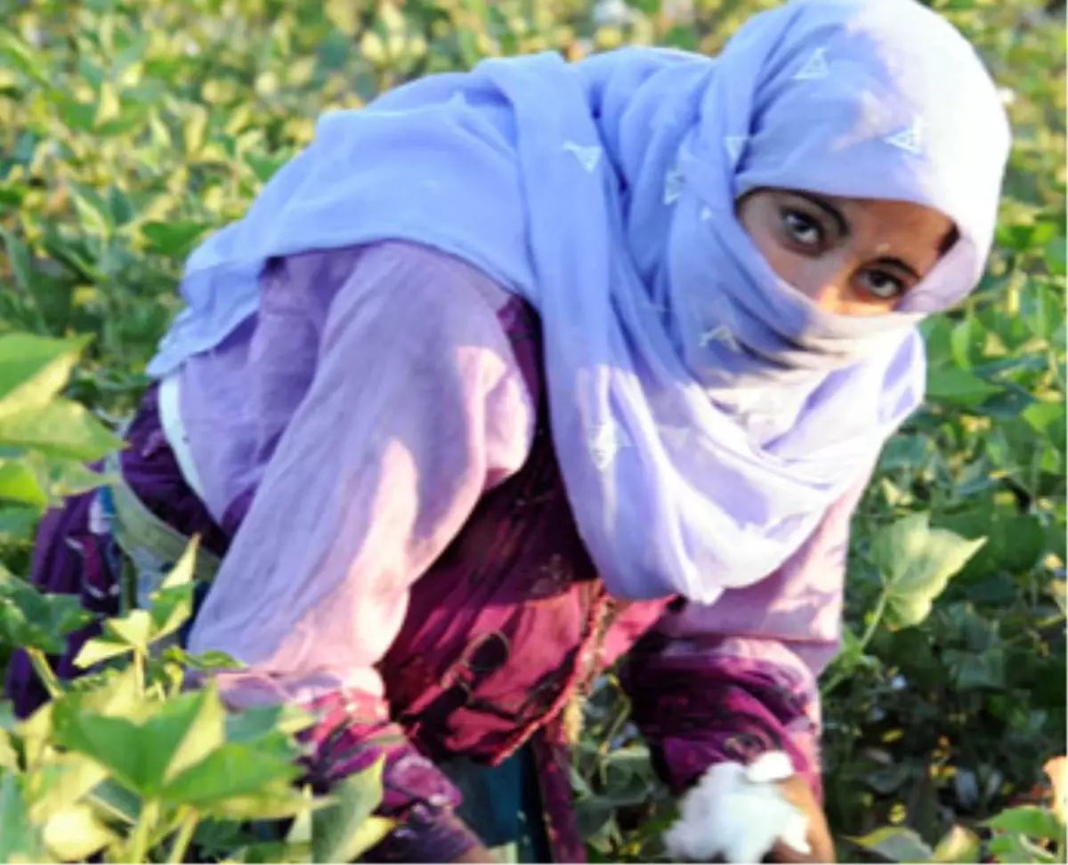 Şanlıurfa\'da Çocuklar Okula Gitmek Yerine Pamuk Tarlalarında Çalışıyor
