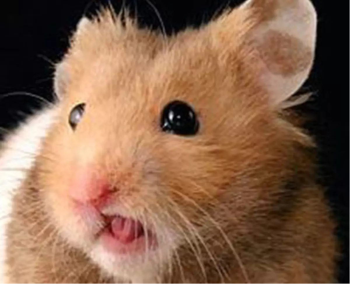 Kız Arkadaşına Kızdı, Evcil Suriye Hamsteını Mikrodalgada Pişirdi