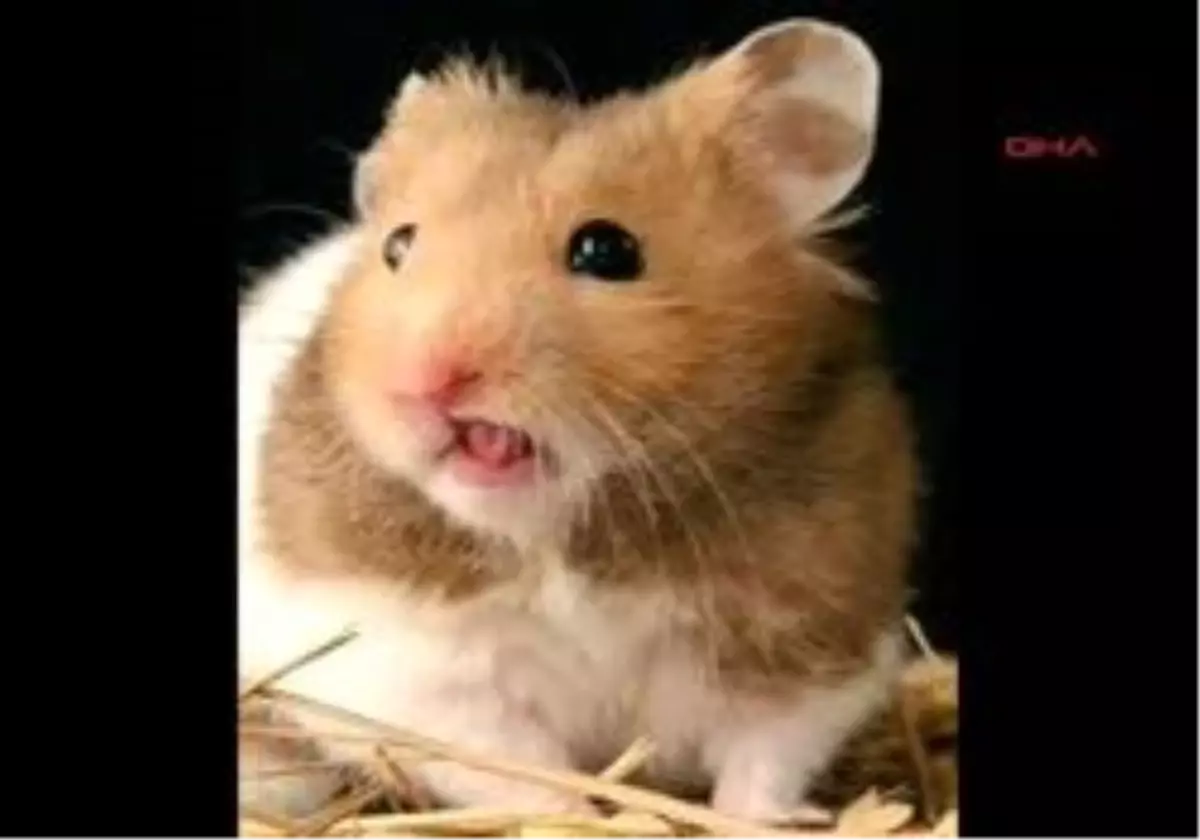 Kız Arkadaşına Kızdı, Evcil Suriye Hamsterini Mikrodalgada Pişirdi