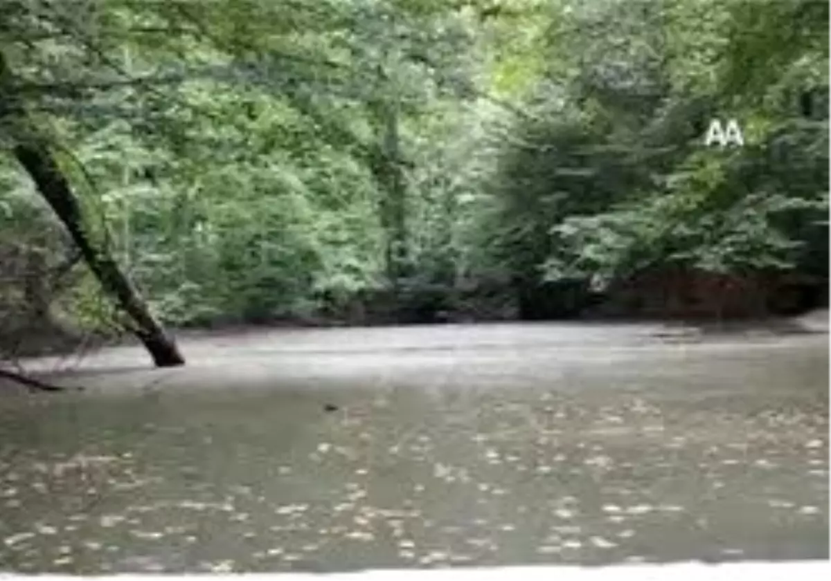 Yedigöller\'e \'\'Sarı Bahar\'\' Geldi