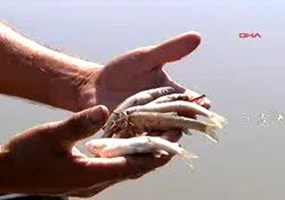 Muğla - Sarıçay´Da Balık Ölümleri 
Milas Kaymakamı Bahattin Atçı Balık Ölümleriyle İlgili Olarak İlçe Tarım Müdürlüğü, Sağlık Grup Başkanlığı, İl Çevre Ve Orman Müdürlüğü İle Jandarmaya Talimat Vererek Soruşturma Başlattığını Belirtti