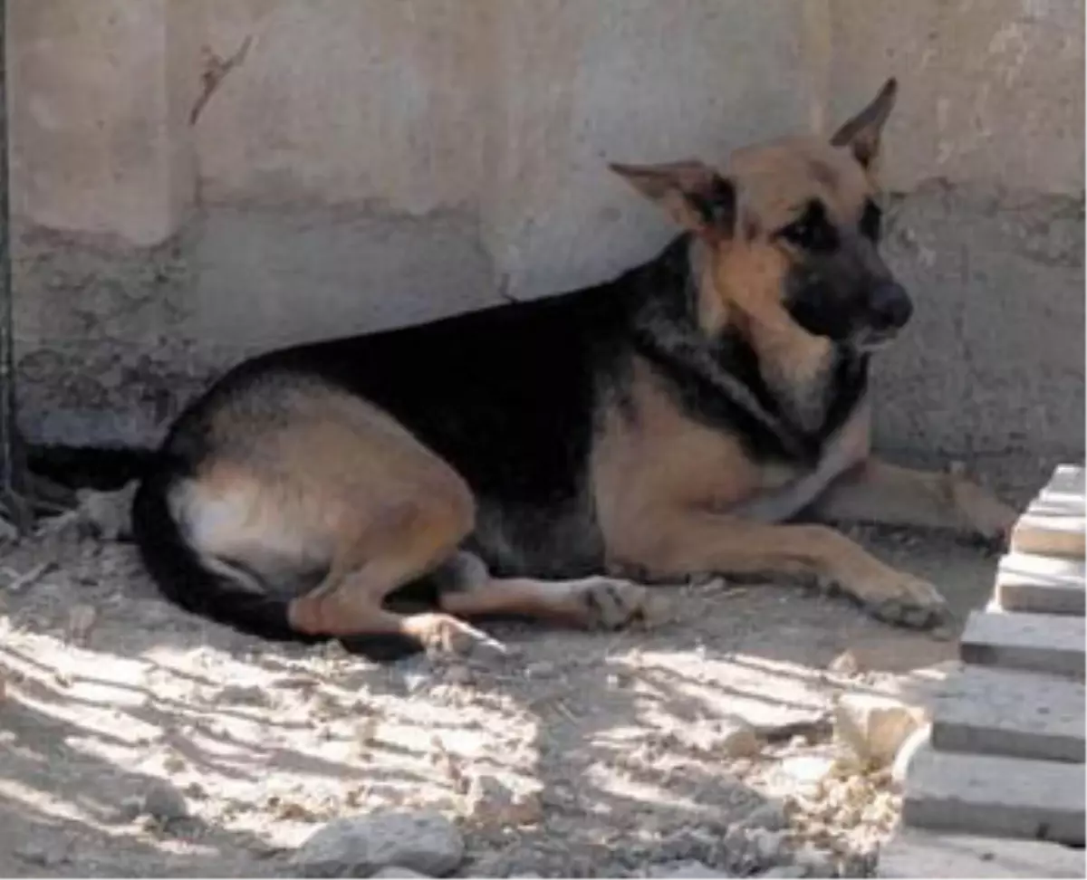 Sahibi İntihar Eden Köpek Yasta