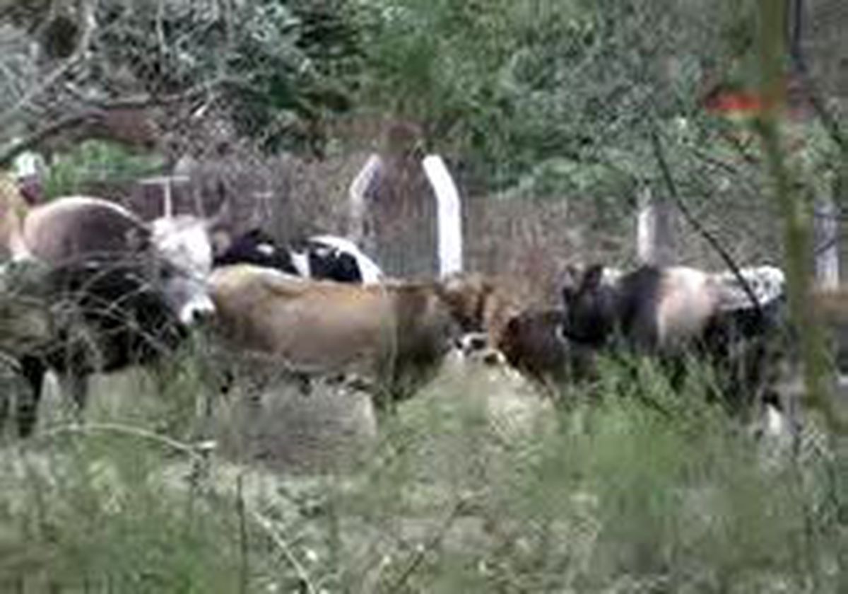 Milas - Yabani Hayvanlar Bahçelere Zarar Veriyor