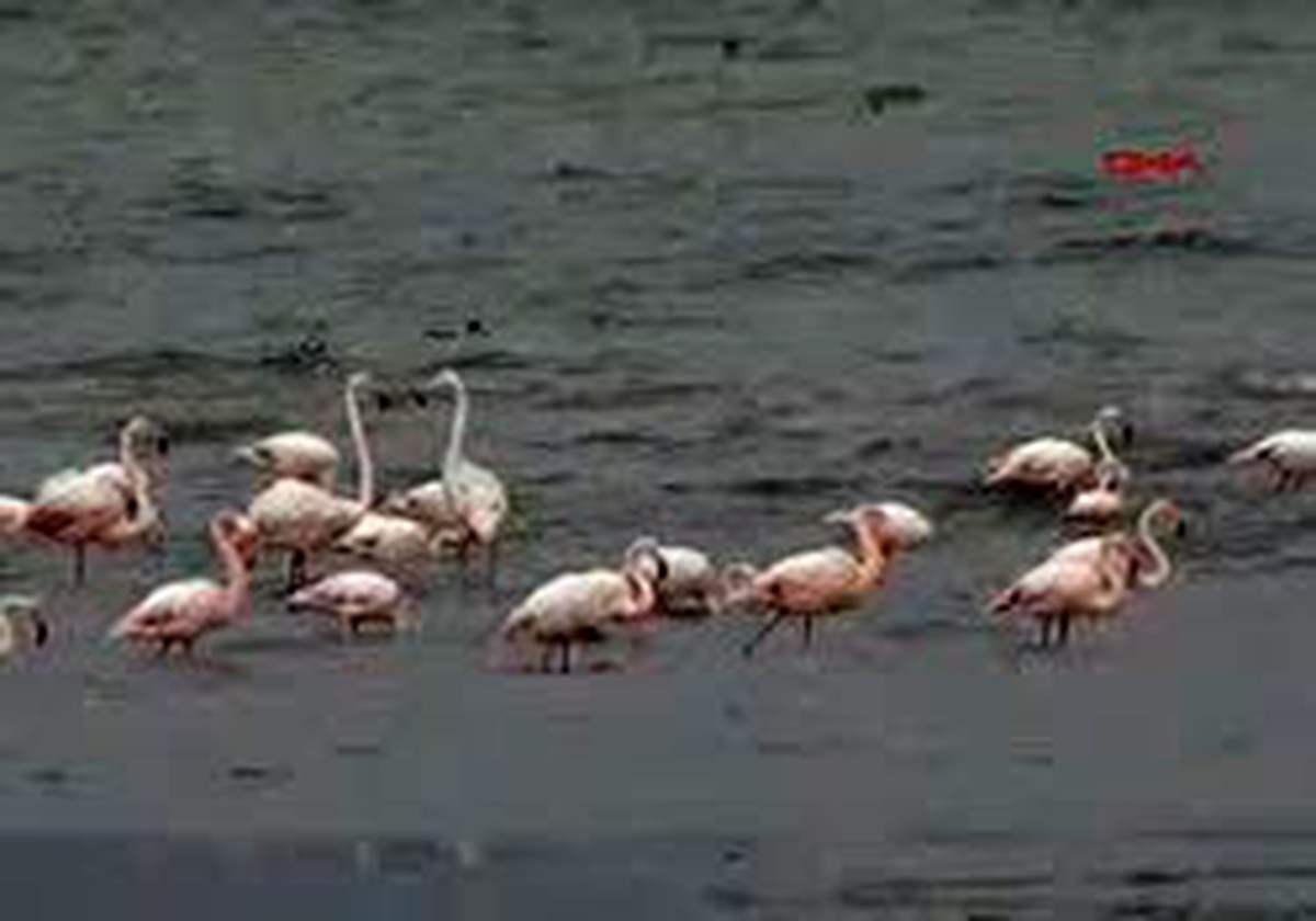 Van\'da İlk Kez Flamingo Festivali