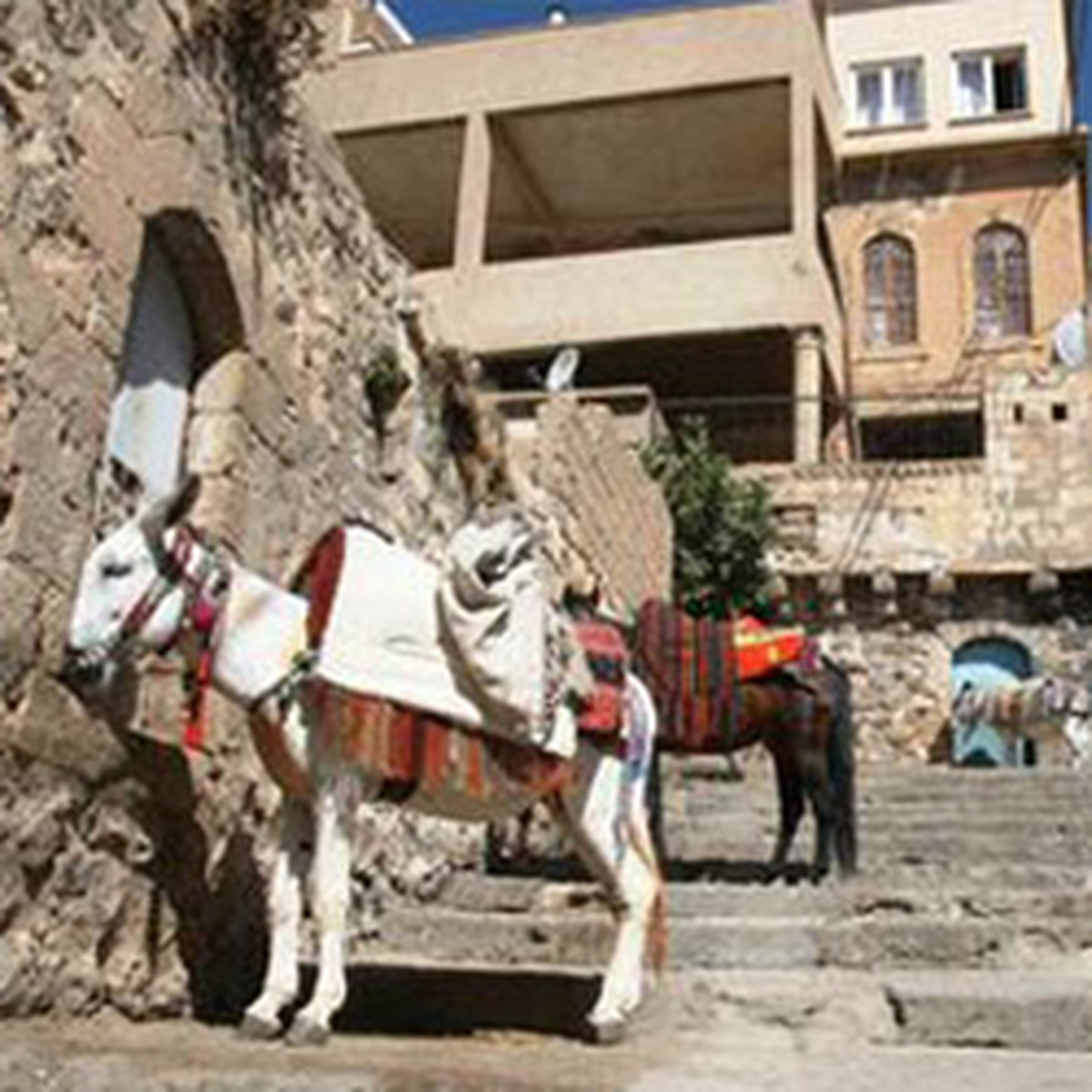 İtalya'dan Mardin'e Eşek İhracı!