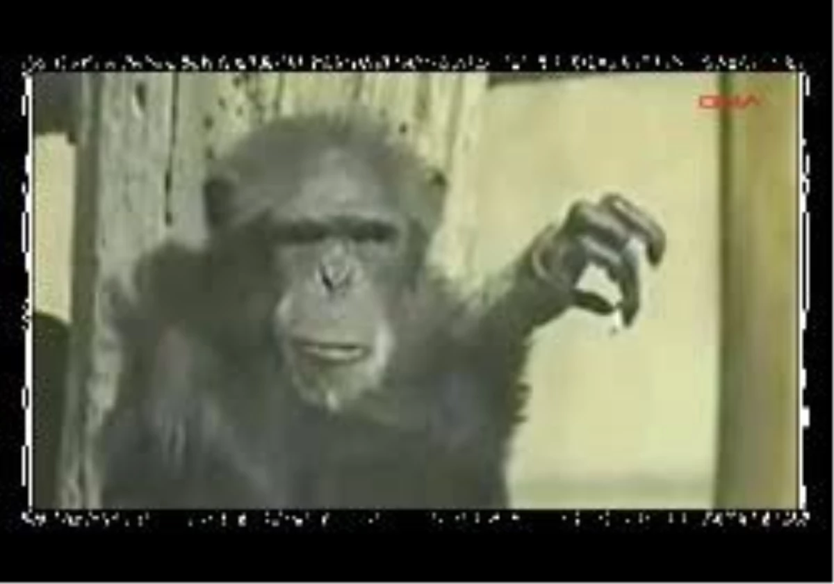 Tiryaki Şempanze Öldü...