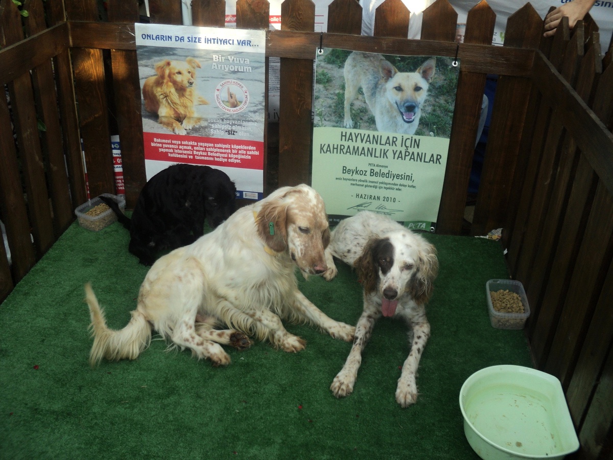 300 Sokak Köpeği Yeni Yuvaya Kavuştu