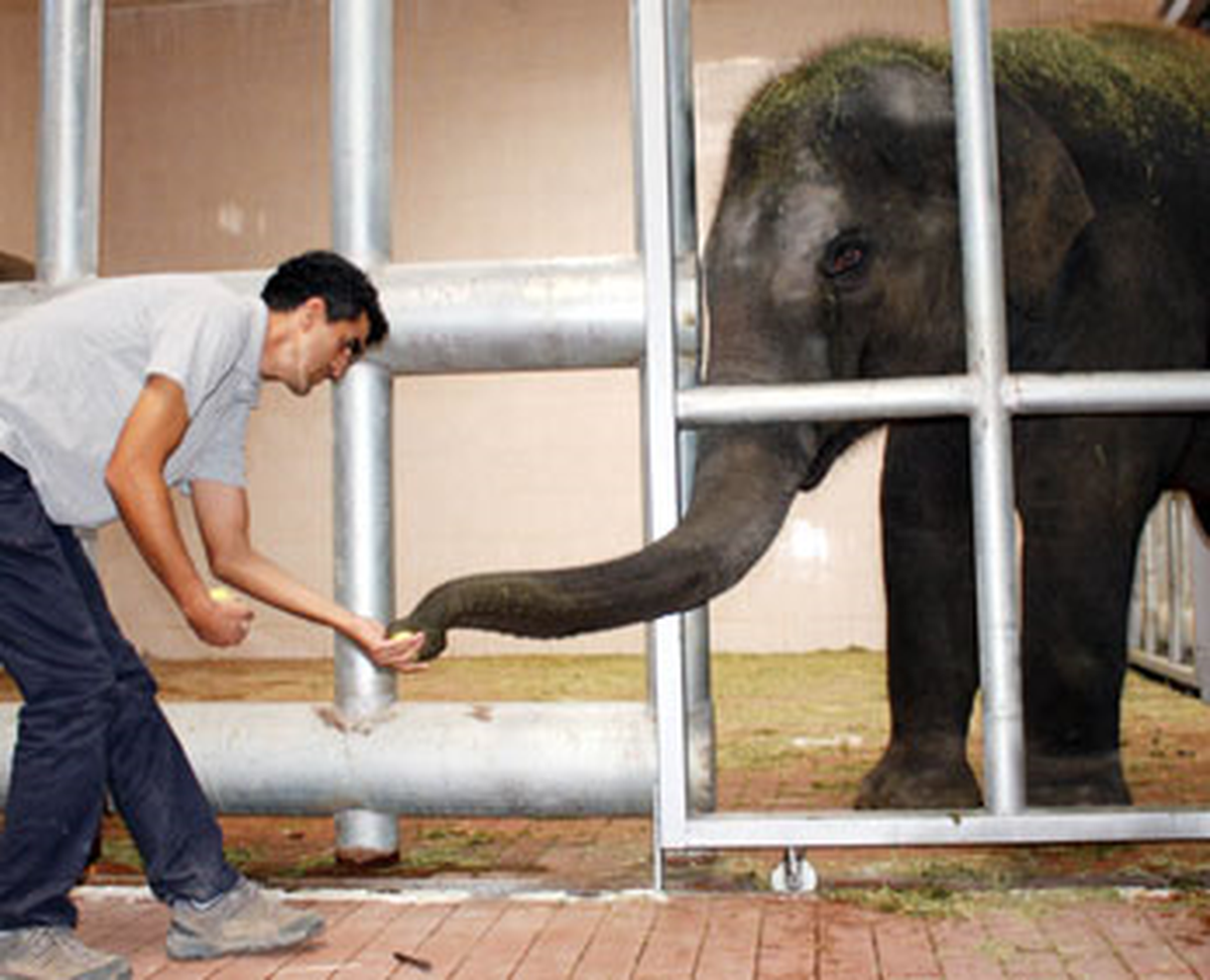Gabi ve Pili Yeni Yuvasında