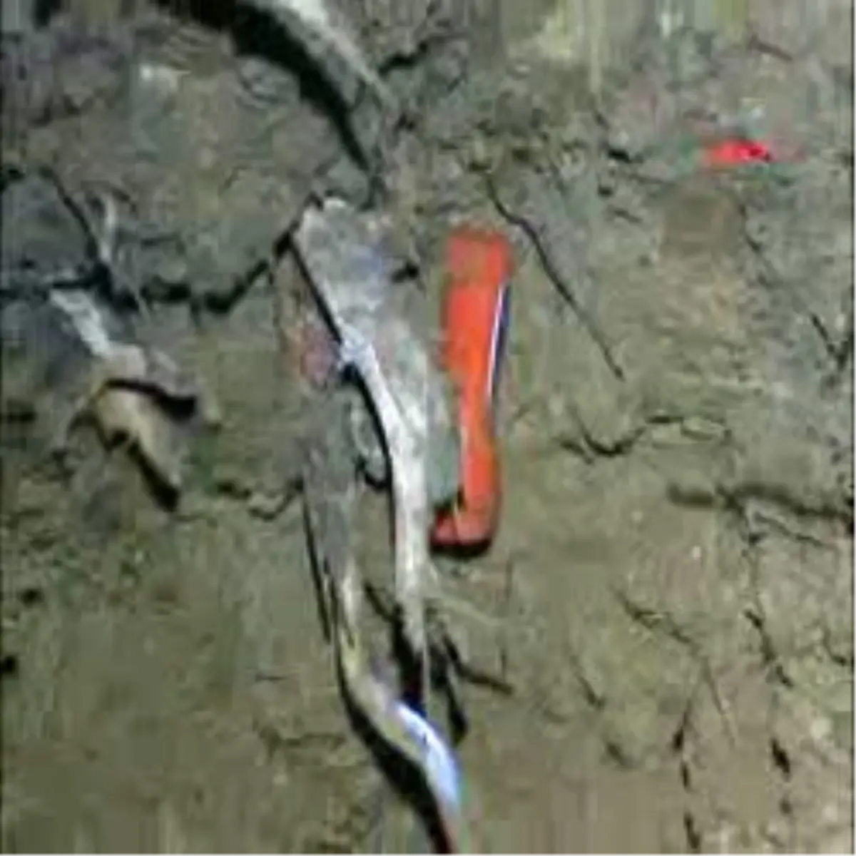 Mezar Soyguncuları İş Başında