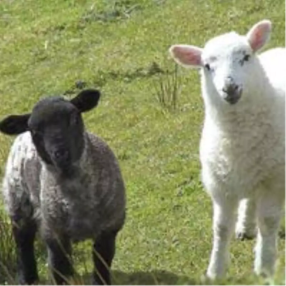 Facebook'ta Koyun Sürüsü Krizi