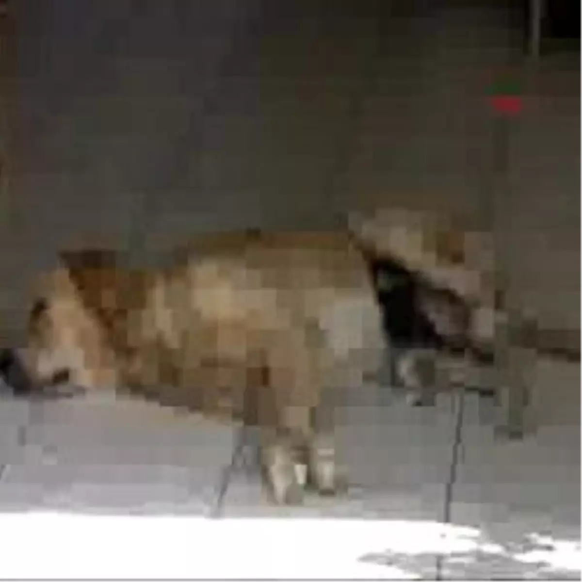 Kedi-Köpek Dostluğu