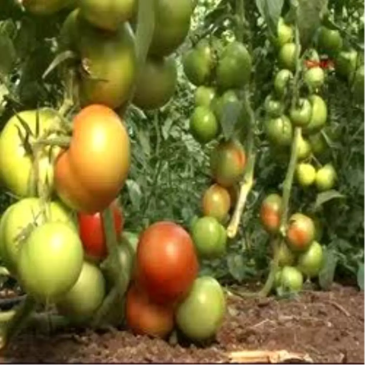 Hal\'de Domatesin Fiatı 3,5 Tl´Den İşlem Gördü