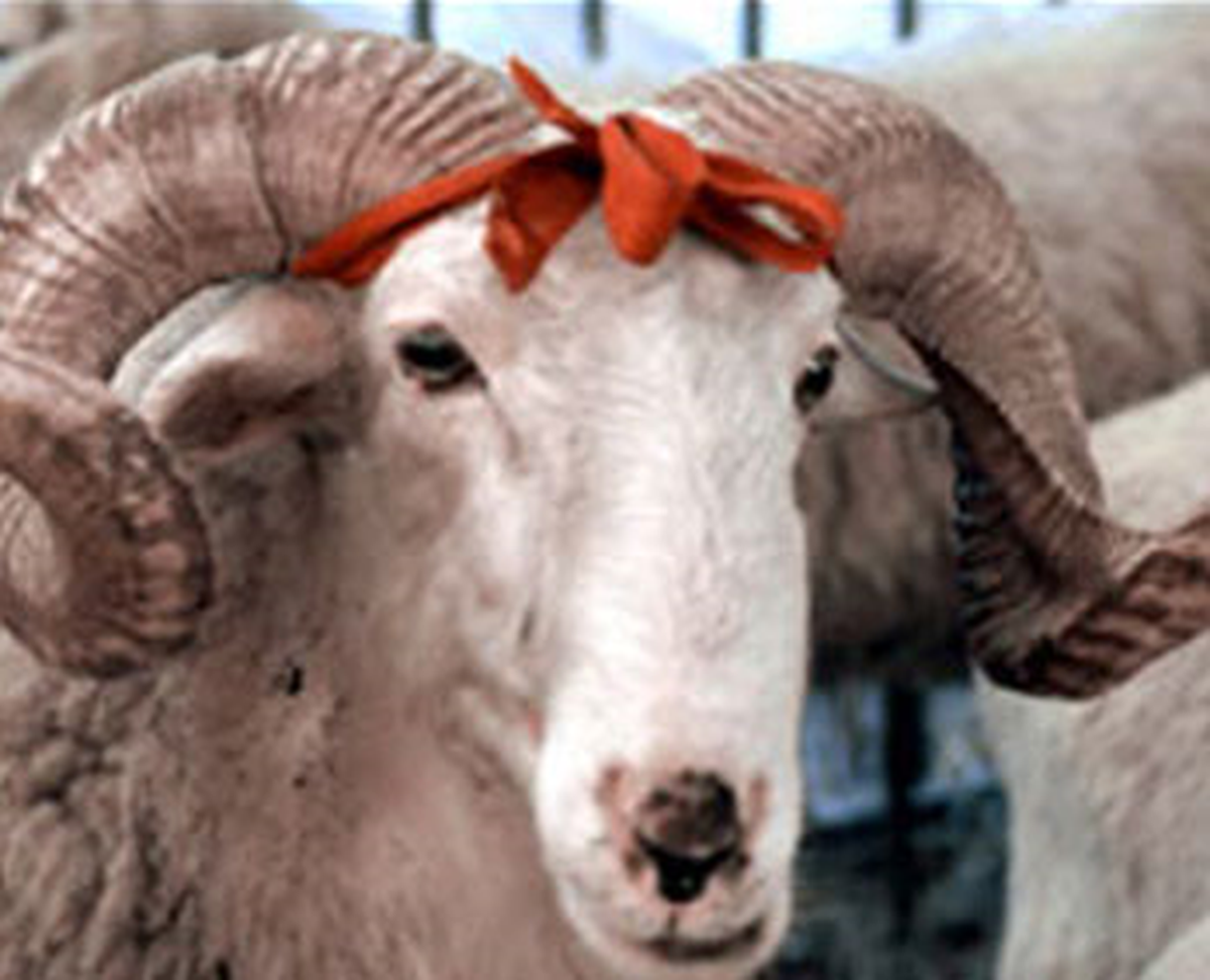 Çalıntı Hayvan Kurban Olur mu?