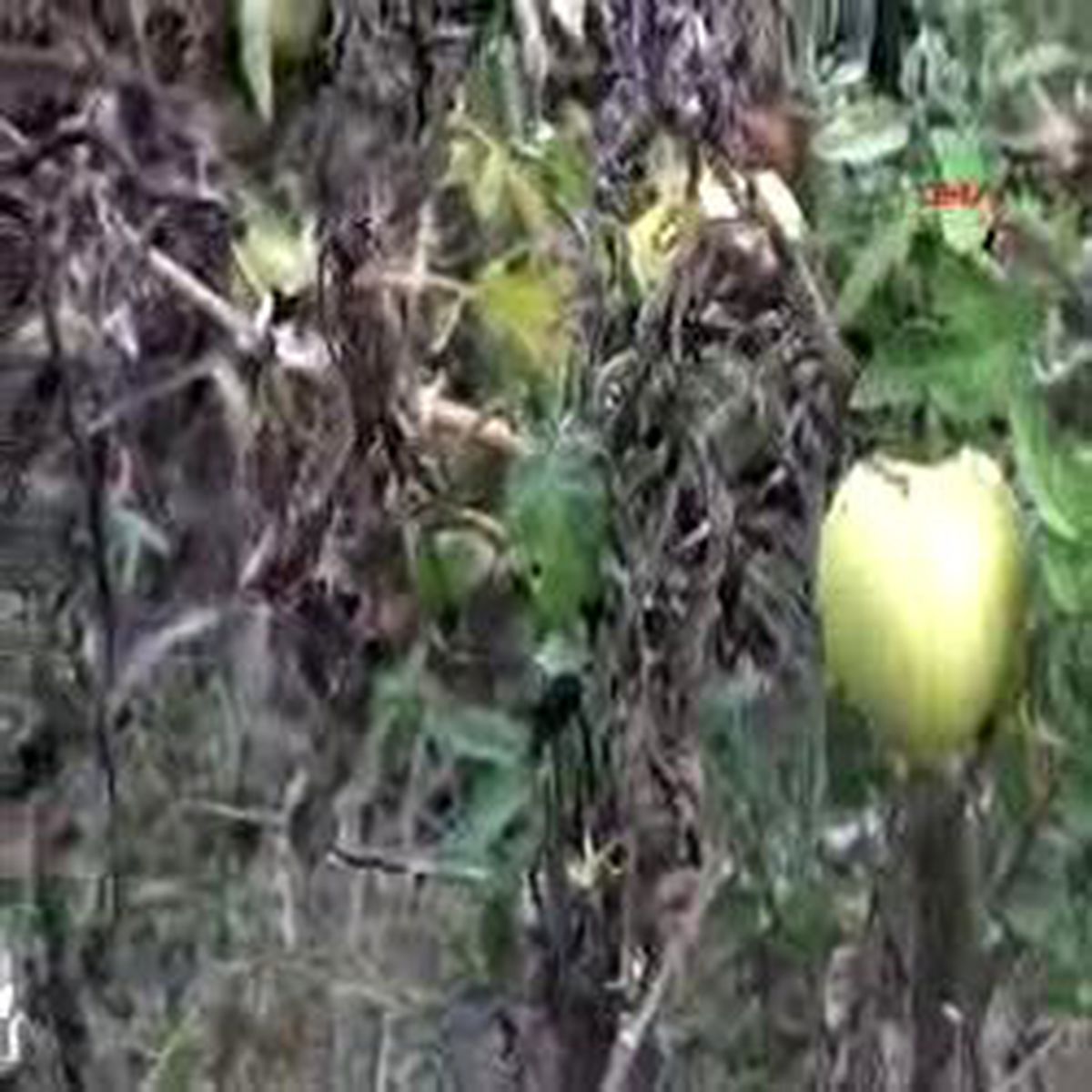 Domates Yerine Biber Salçası Kullanıyorlar