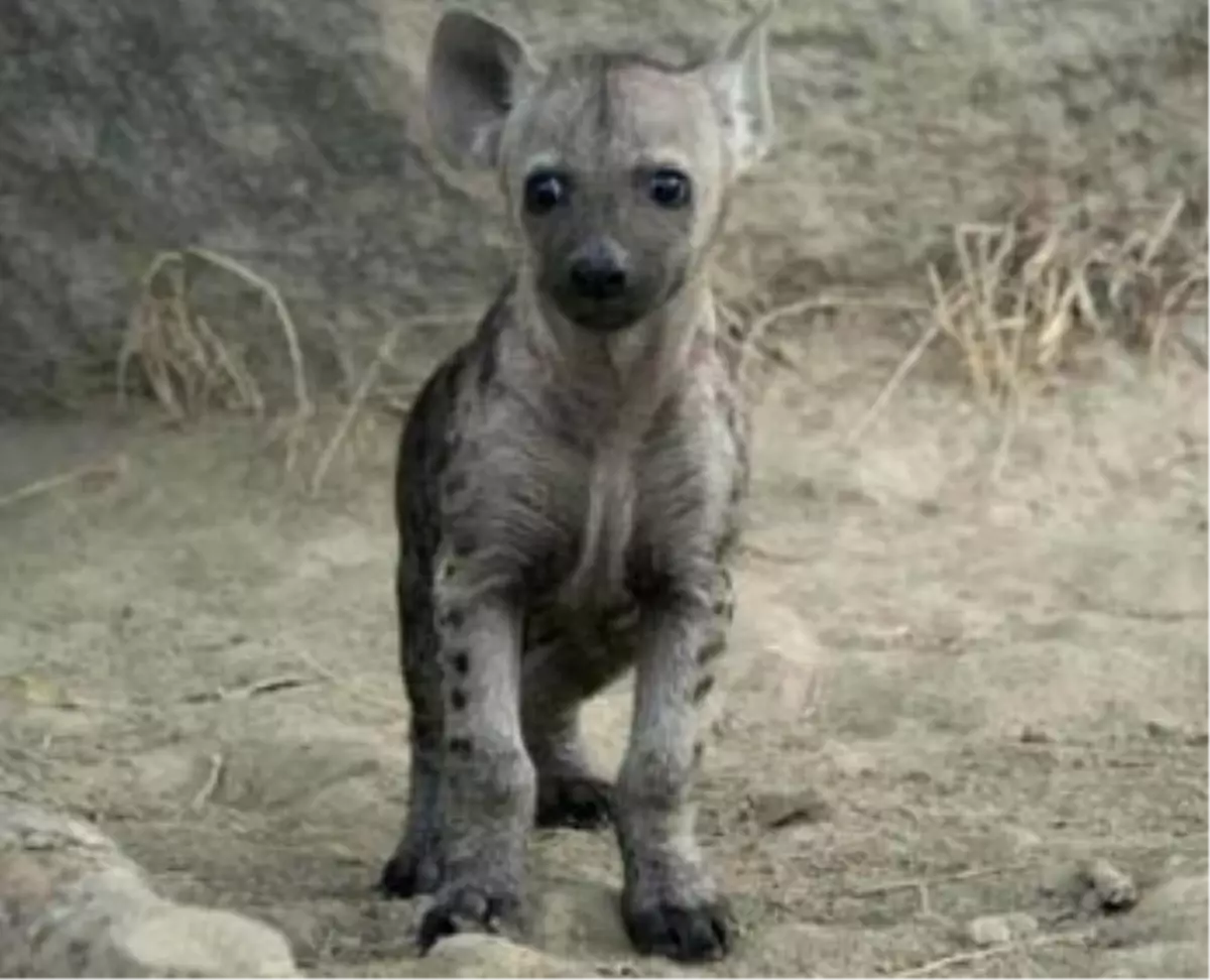 \'Şımarık\' İlgi Odağı Oldu