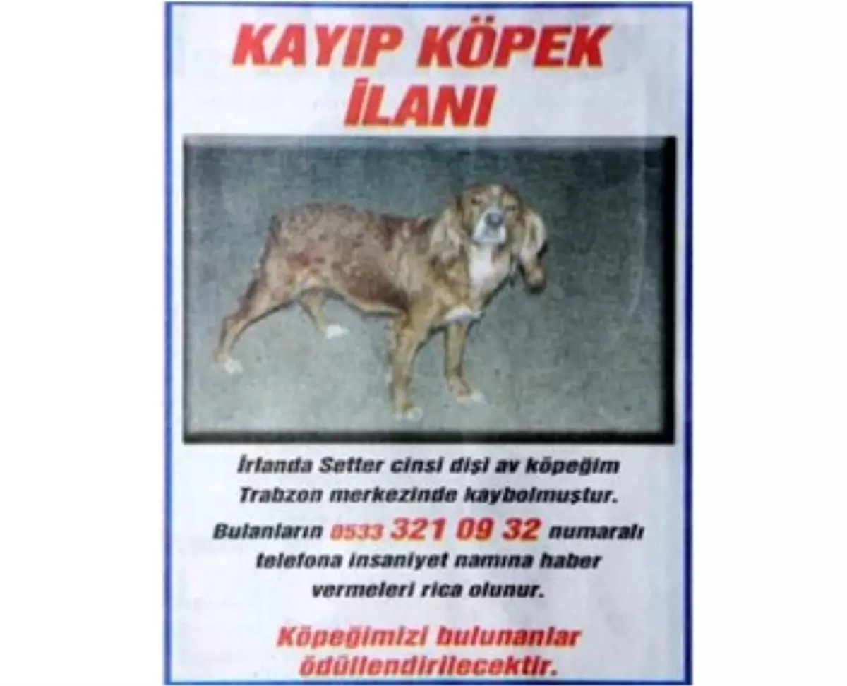 Kaybolan Köpeğini Gazete İlanıyla Arıyor