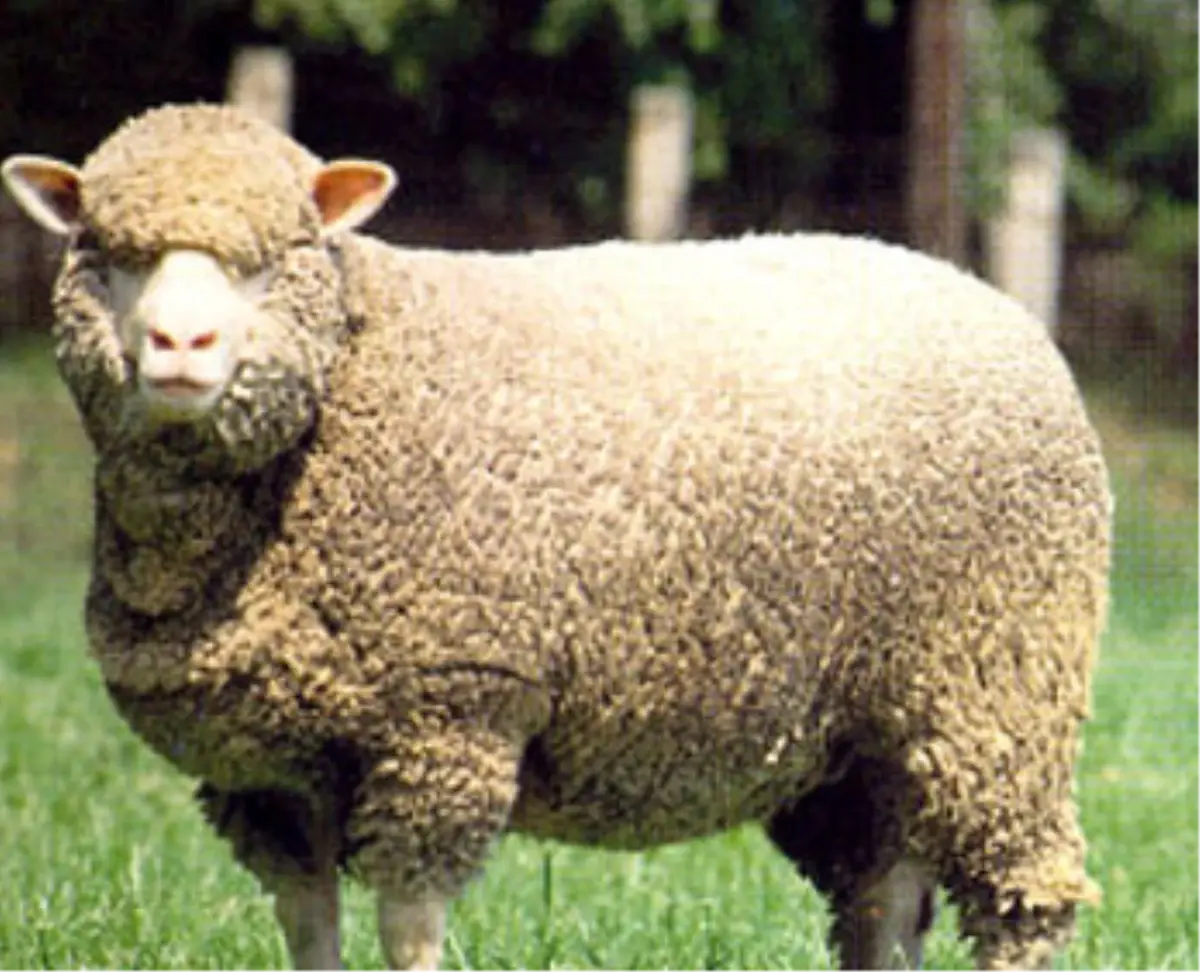 Bunlarda İthal Kurbanlık