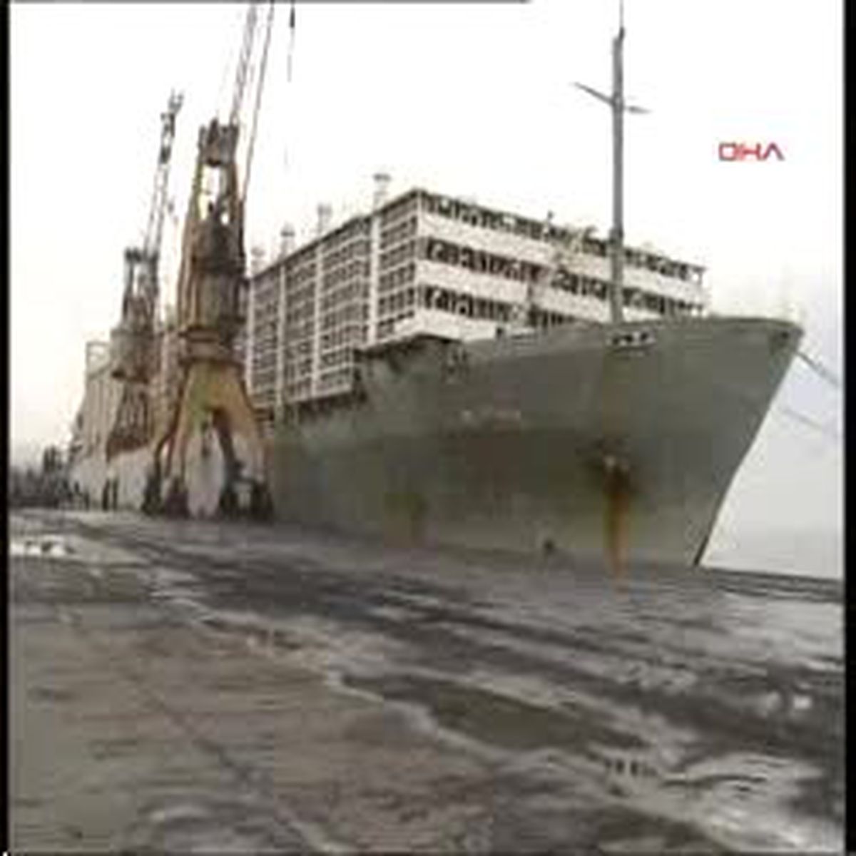 Derince Limanı´'a Avustralya´dan 4 Bin 800 Angus Geldi 