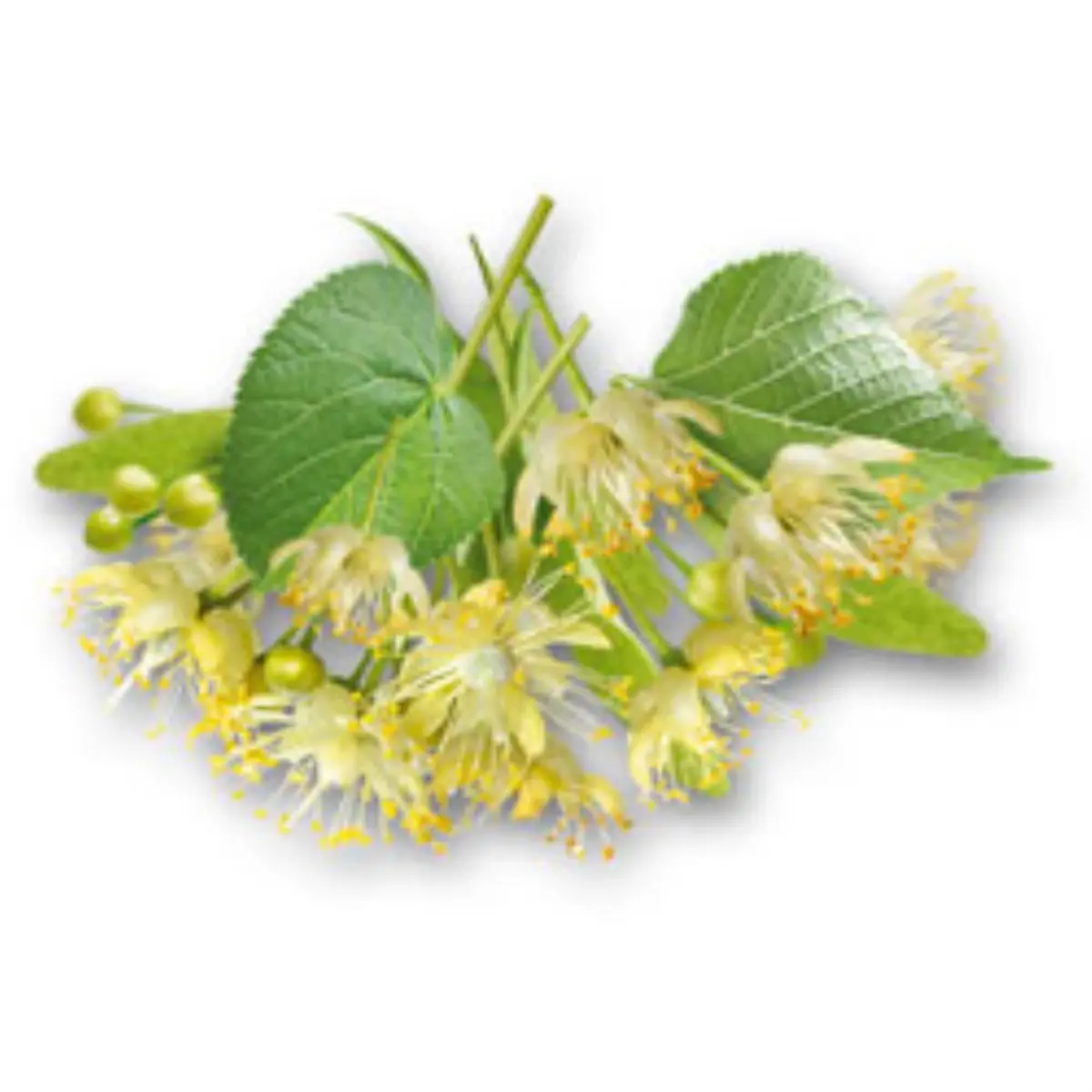 İltihap Giderici Mucize Bitki: Ihlamur Çiçeği