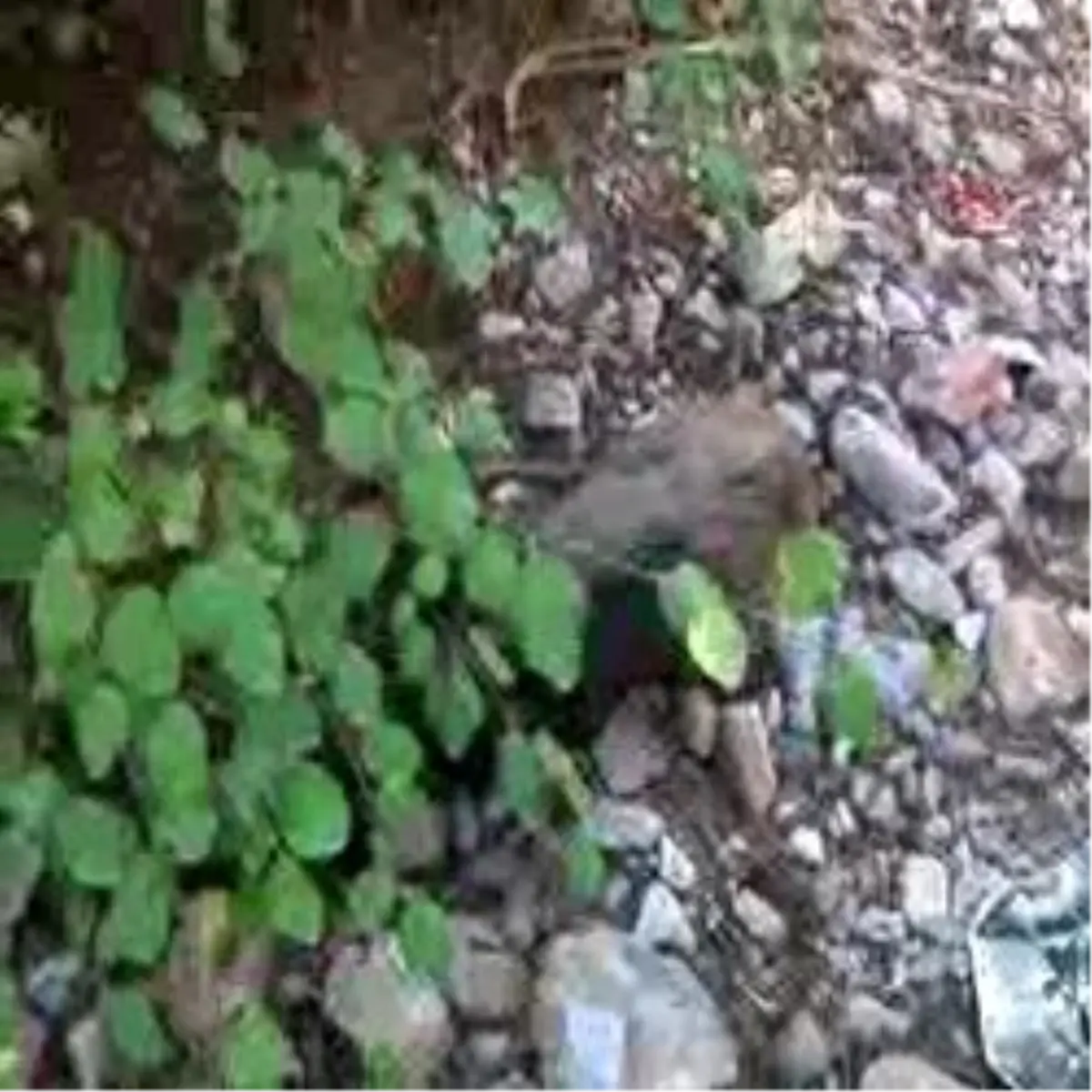 Lise Öğrencilerinin Bulduğu Domuz Yavrusu Ameliyatla Kurtarıldı