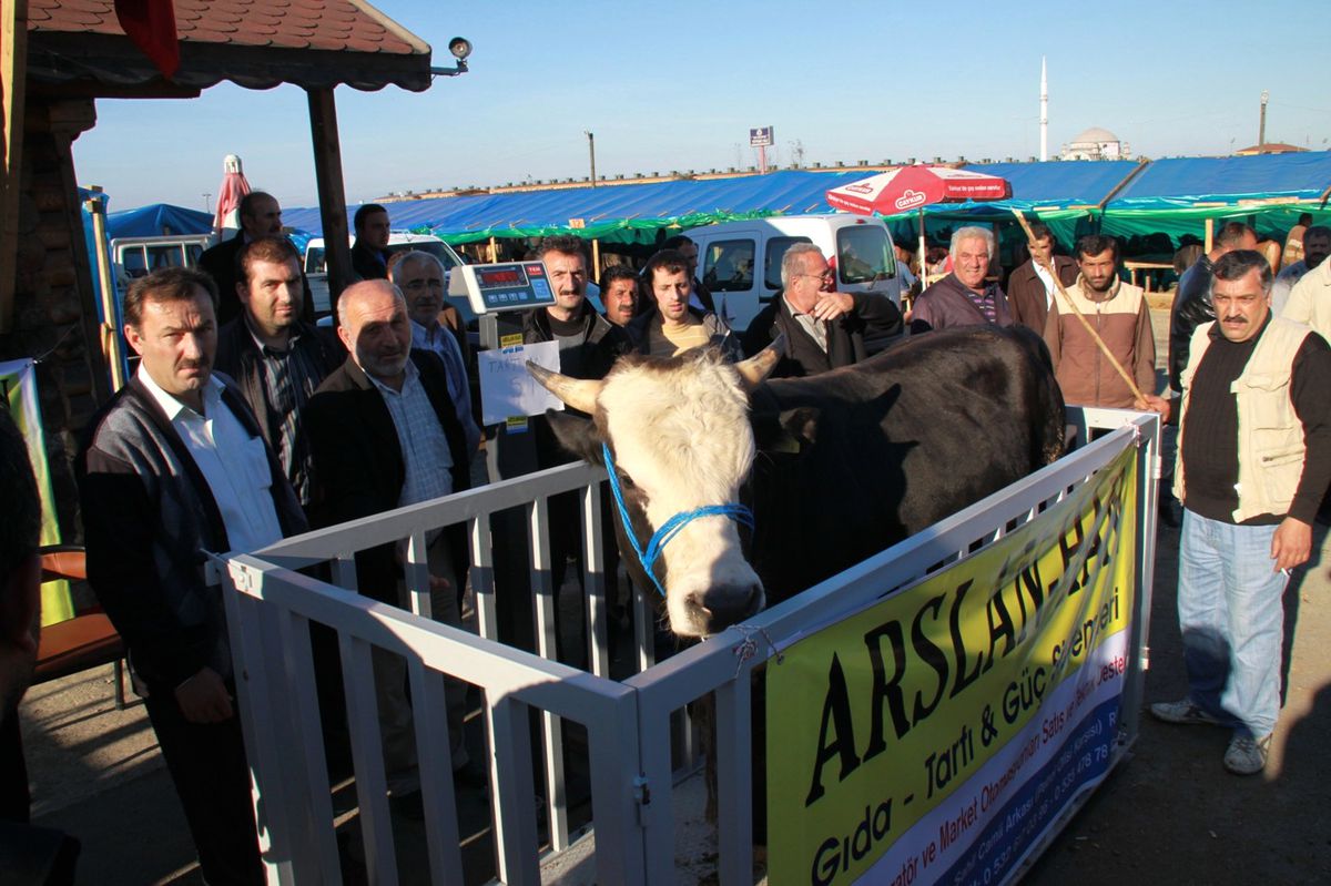 Kurban Olmayacak Hayvanlar Tespit Ediliyor...