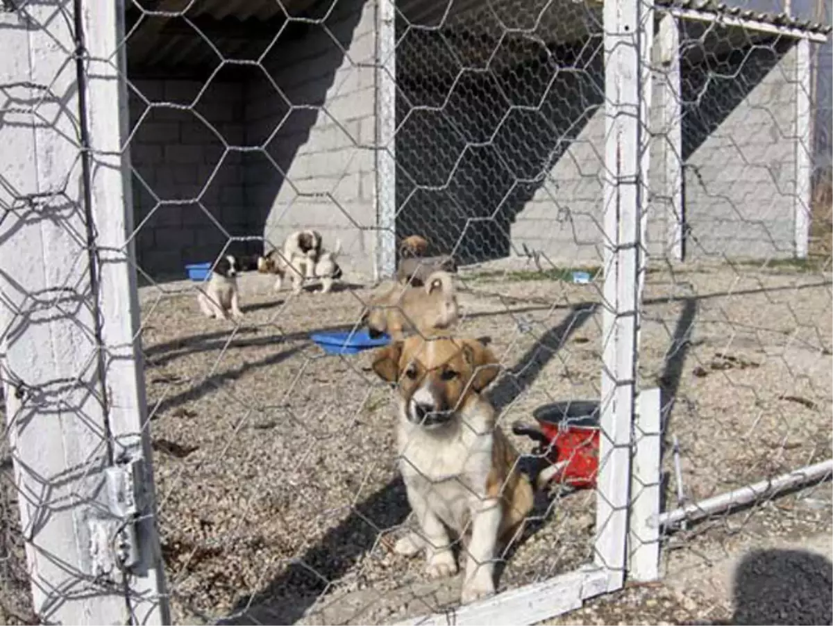 Yaşamak Bütün Canlıların Hakkı