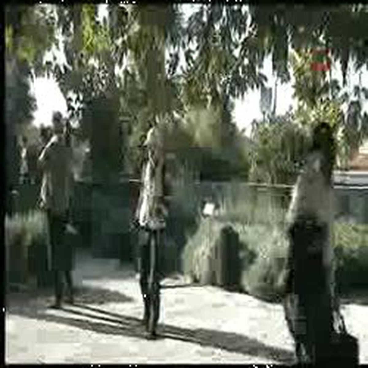 Uzakdoğulu Konuklar Zeytin Hasadında