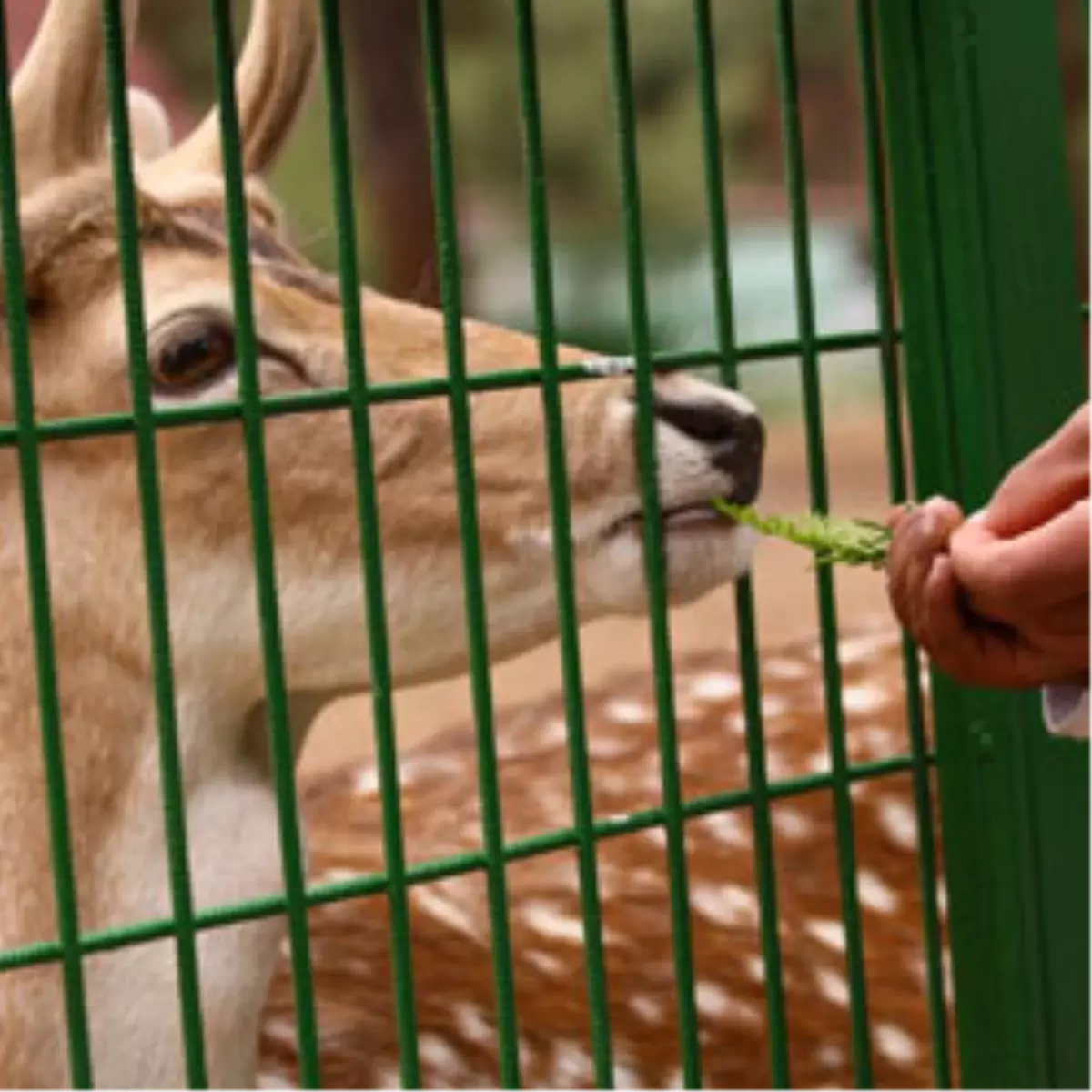 Hayvanat Bahçesi Kışa Hazır