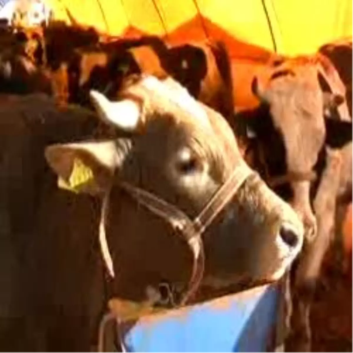 "Kurban Alırken Pasaport Ve Sağlık Raporu İsteyin"