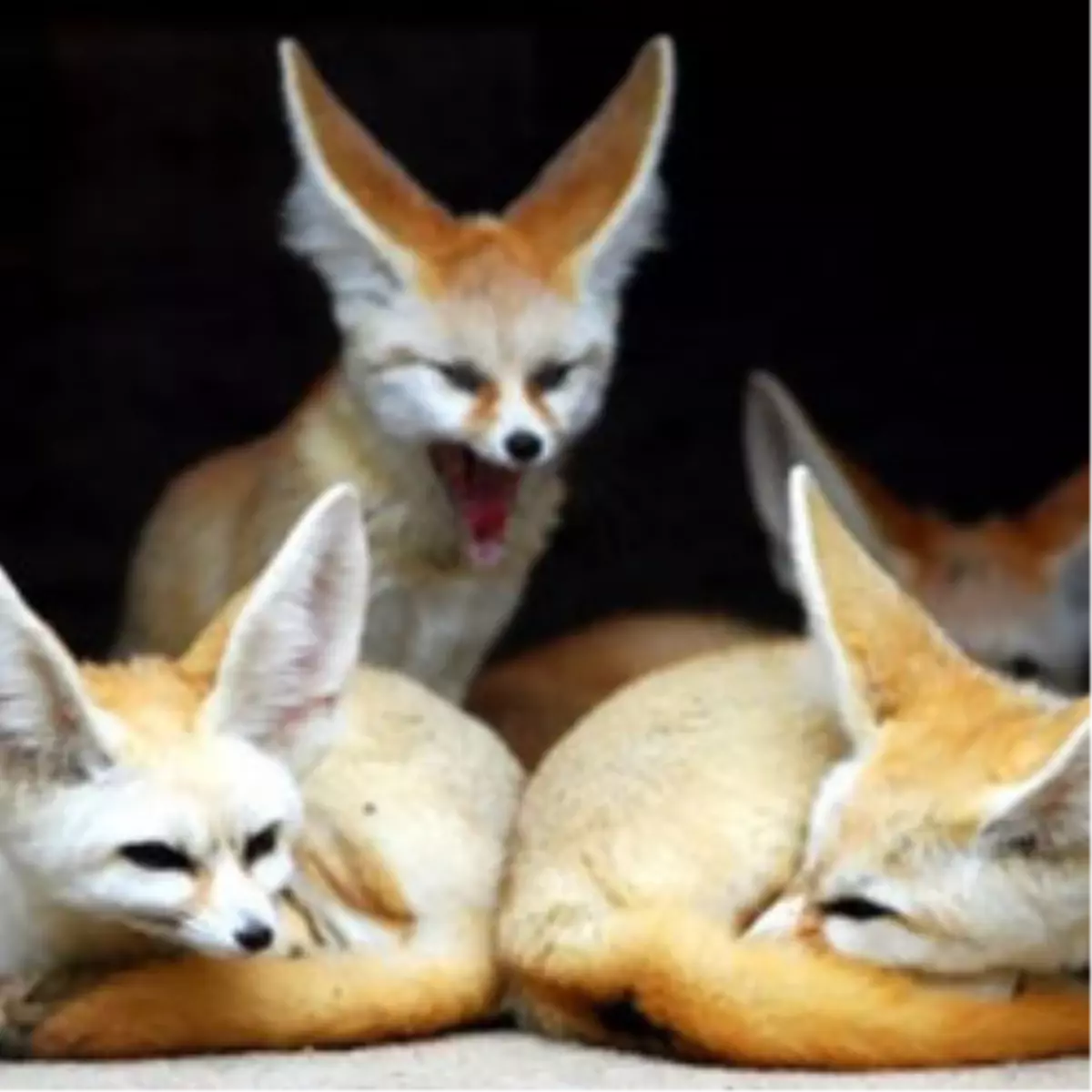 Sci Tech TV’de, The Most Extreme